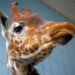 Giraffe 060310